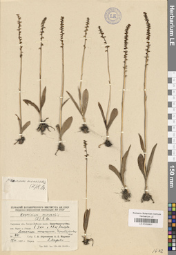 LE 01032607