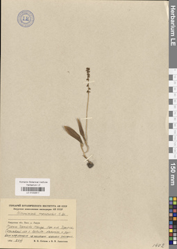 LE 01032617