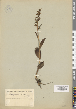 LE 01032631