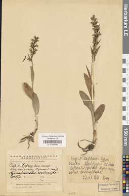 LE 01032636