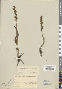 LE 01032641