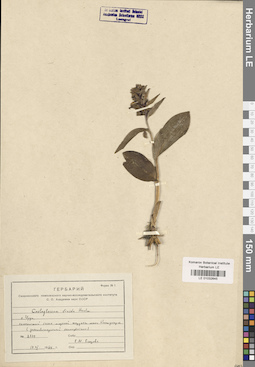 LE 01032645