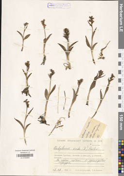 LE 01032655