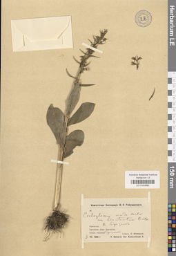 LE 01032662
