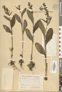 LE 01032666