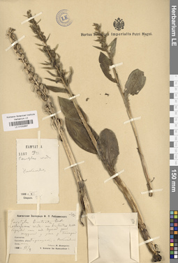 LE 01032667