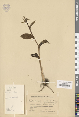 LE 01032675