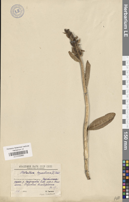 LE 01032682
