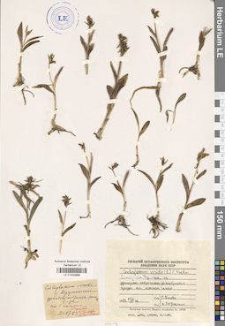 LE 01032688