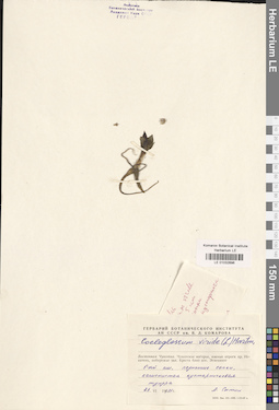 LE 01032696
