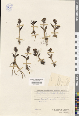 LE 01032704