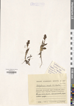 LE 01032706