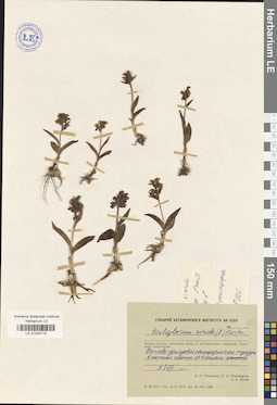LE 01032715