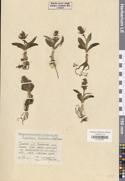 LE 01032721