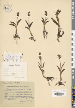 LE 01032729
