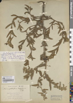 LE 01262384