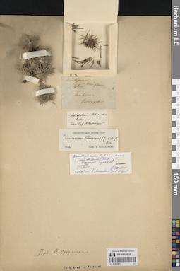 LE 01262401
