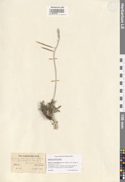LE 00018244