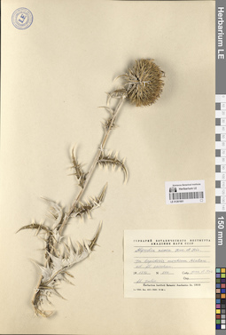 LE 01261601