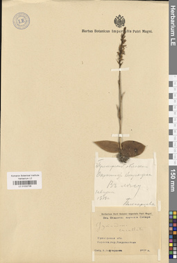 LE 01032736