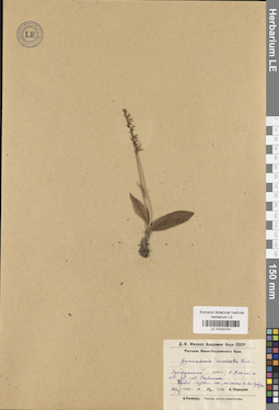 LE 01032741