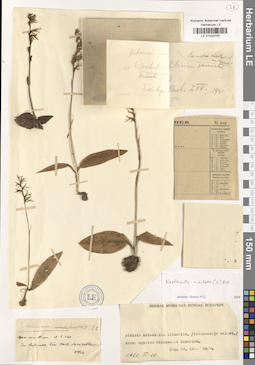 LE 01032753
