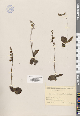 LE 01032780