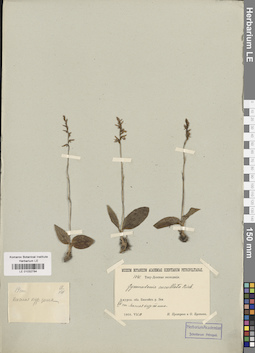LE 01032784