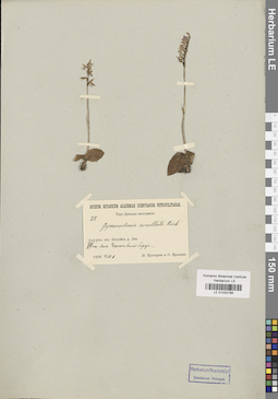 LE 01032786