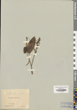 LE 01032787