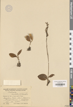 LE 01032790