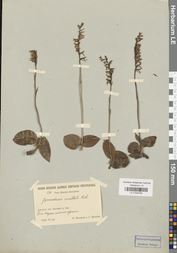 LE 01032792