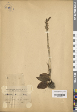 LE 01032794
