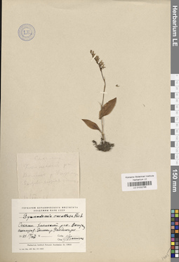 LE 01032795