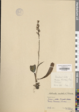LE 01032796