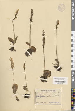 LE 01032797