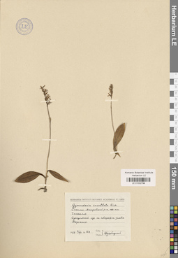 LE 01032799