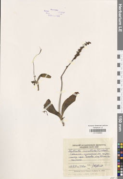 LE 01032802