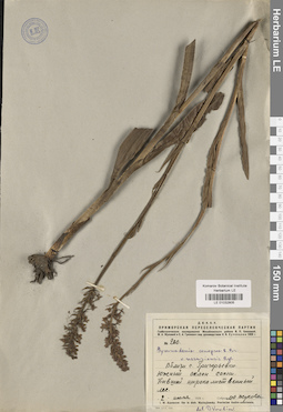 LE 01032805