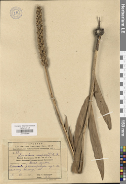 LE 01032806