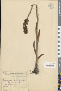 LE 01032818