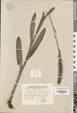 LE 01032838