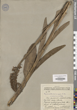 LE 01032849