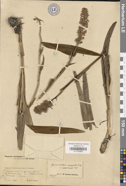LE 01032850