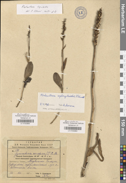 LE 01032852