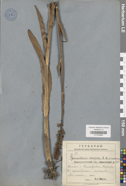 LE 01032854