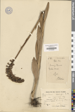 LE 01032859