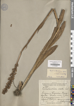 LE 01032863
