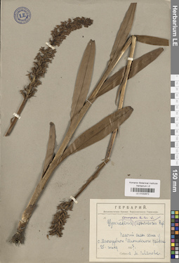 LE 01032872