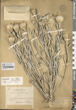 LE 01261716